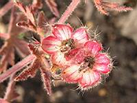 Bromus Sitchensis (fam Poacees) (01) (Photo F. Mrugala)